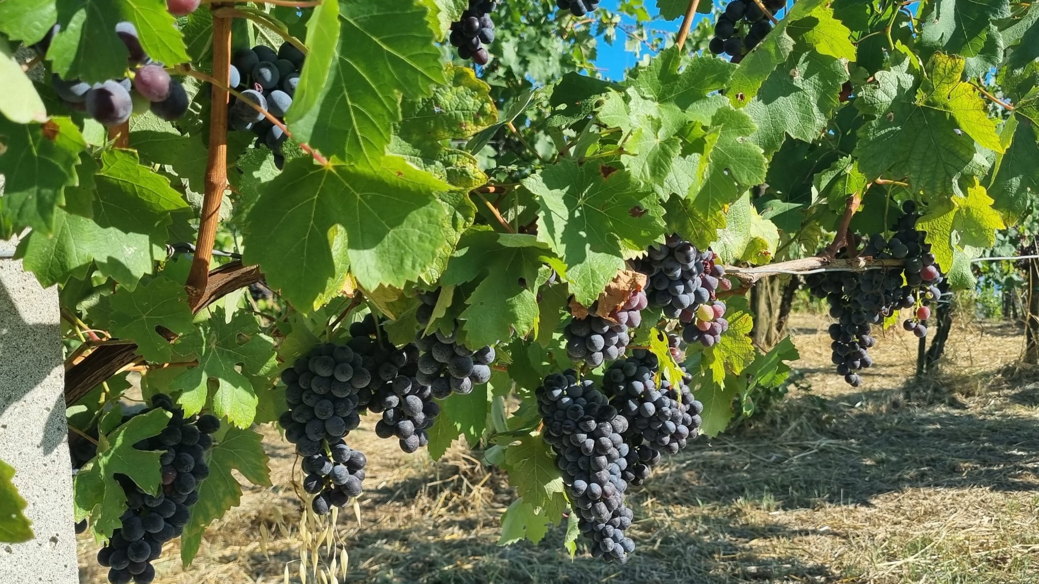 Fratelli Mazzocchi Società Agricola — foto 2