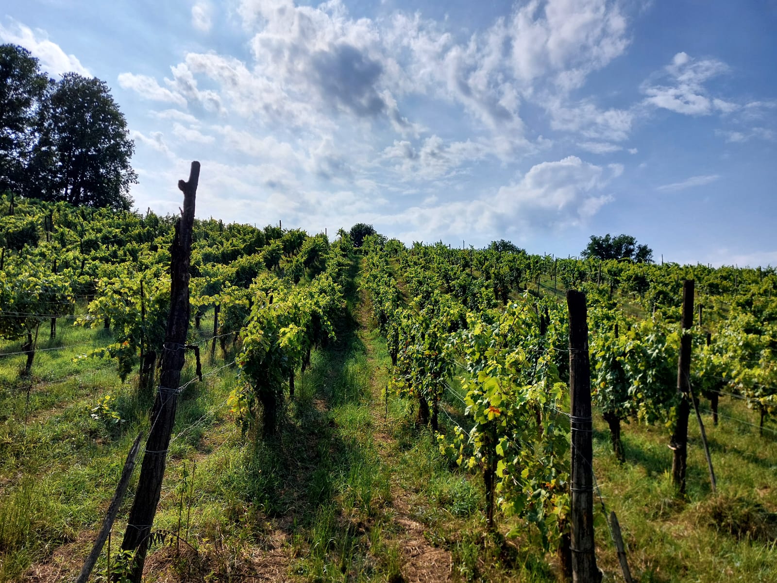 Fratelli Mazzocchi Società Agricola — foto 3